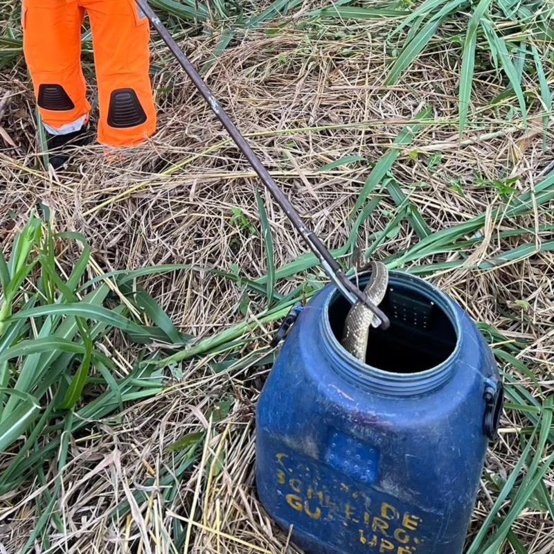 Cascavel é capturada no bairro Nova Floresta, em Guaxupé 