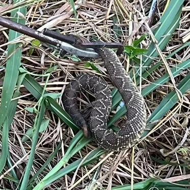 Cascavel é capturada no bairro Nova Floresta, em Guaxupé 