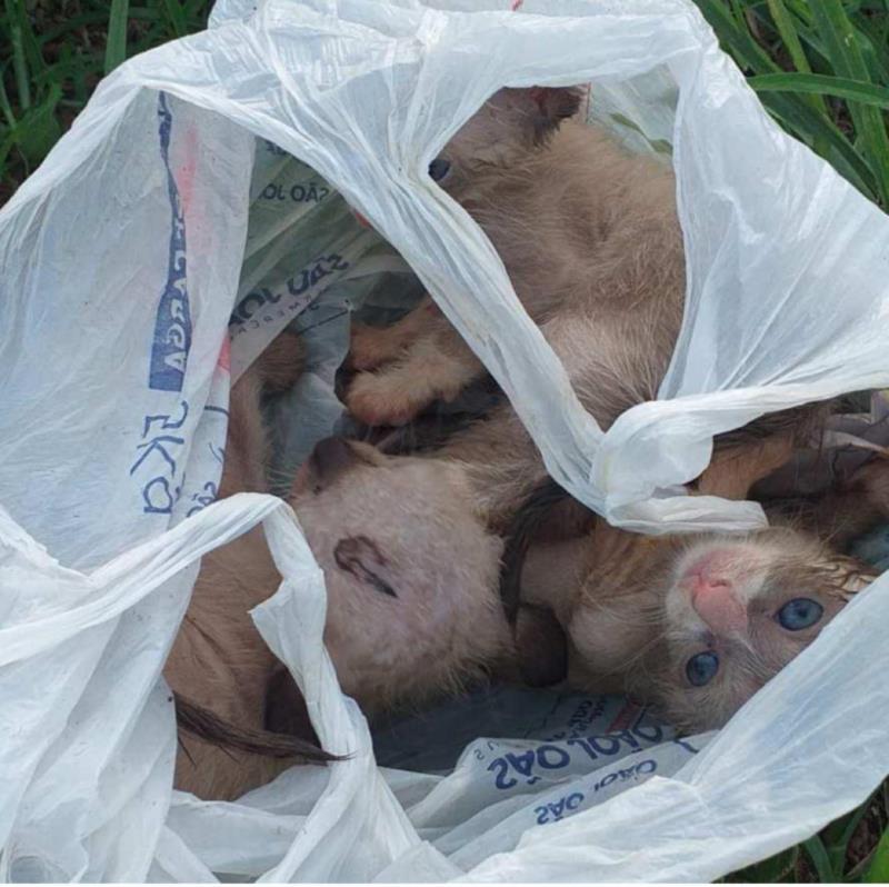 Em Guaxupé, idosa de 73 anos confessa à Polícia que jogou filhotes de gatos vivos no lixo 