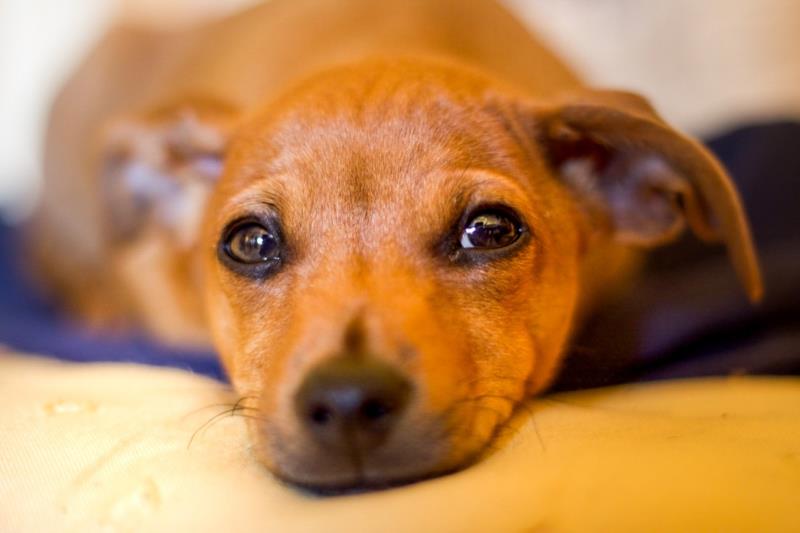 Domingo tem Feira de Adoção Pet no Shopping de Poços de Caldas