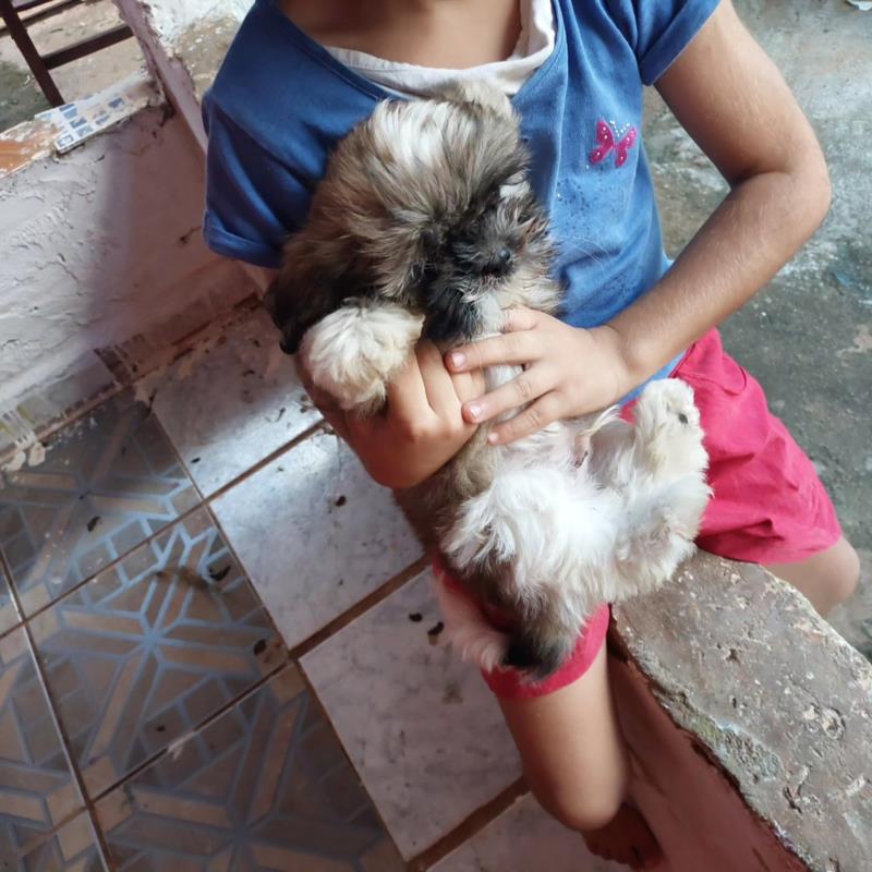 Filhote de Shih-Tzu preso em buraco é resgatado pelos bombeiros em Guaxupé 