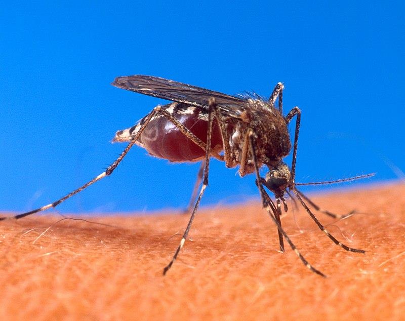 Bandeira do Sul é a única cidade do Sul de Minas sem nenhum caso confirmado de dengue 