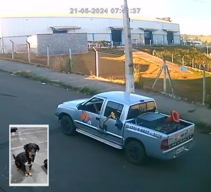 Em Guaxupé, caminhonete atropela e mata cachorra sem prestar socorro 