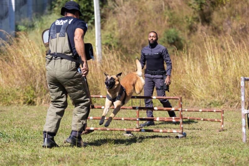 Cães farejadores da Polícia Penal aumentam a eficácia de operações contra às drogas em Minas