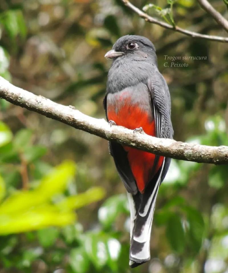 Avifauna Guaxu expõe aves raras, ameaçadas e desafia visitantes a encontrar príncipe no parque  