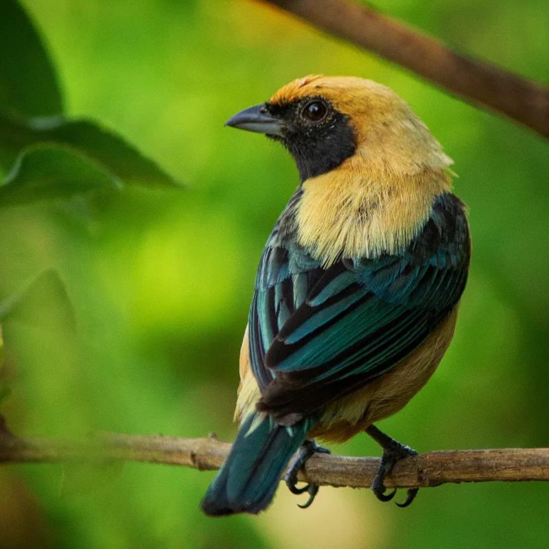 Avifauna Guaxu expõe aves raras, ameaçadas e desafia visitantes a encontrar príncipe no parque  