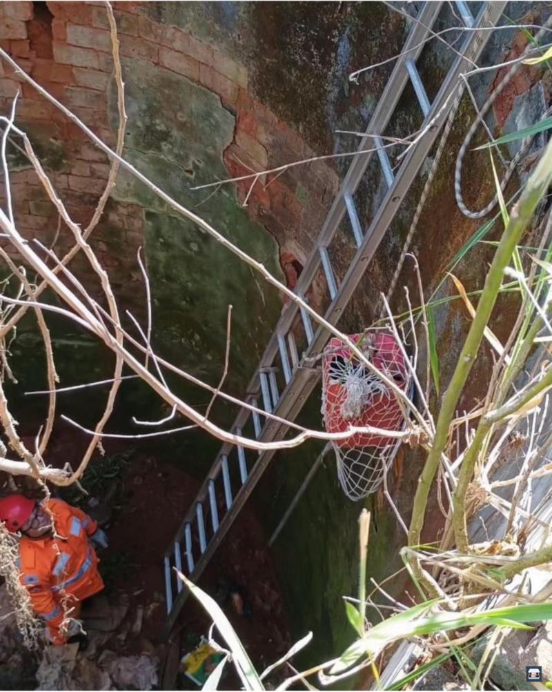 Bombeiros resgatam raposa na zona rural de Santa Cruz da Prata 