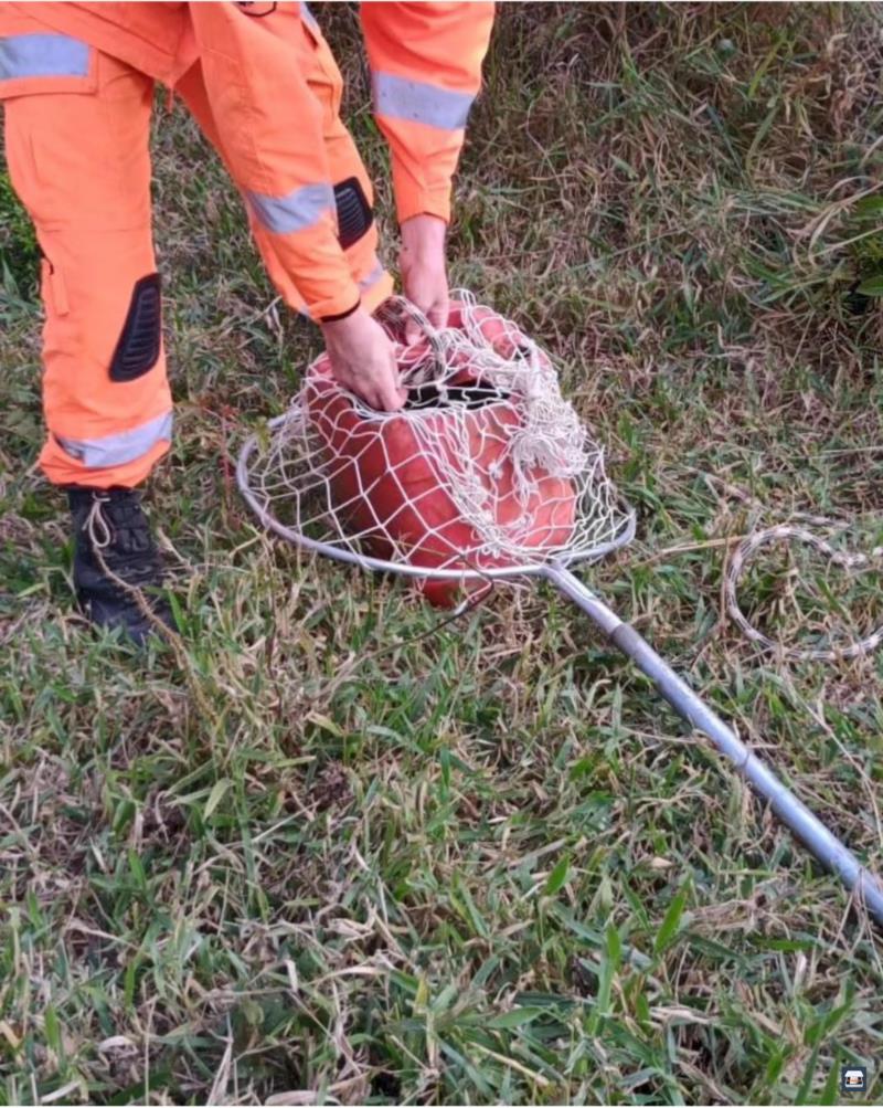 Bombeiros resgatam raposa na zona rural de Santa Cruz da Prata 