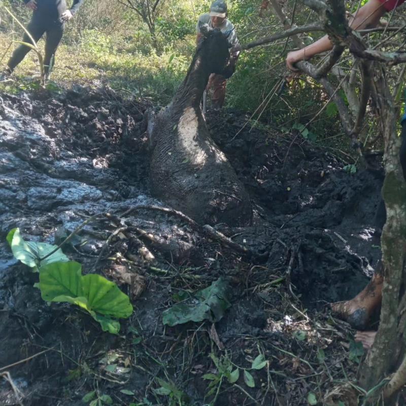 Cavalo é resgatado de lamaçal na Vila Progresso, em Guaxupé 