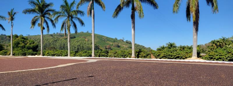 Café de Cabo Verde vendido para rede de cafeterias chinesa é fruto de tecnologia e sustentabilidade