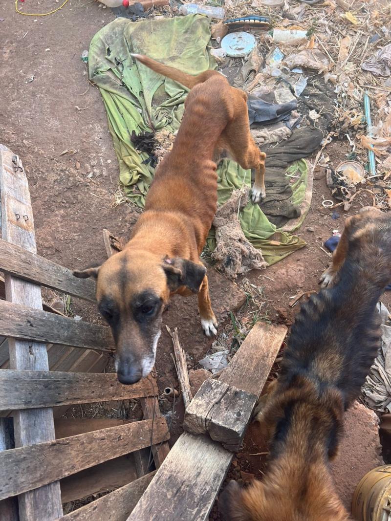 Homem de 34 anos é preso por maus-tratos contra animais no Sul de Minas 