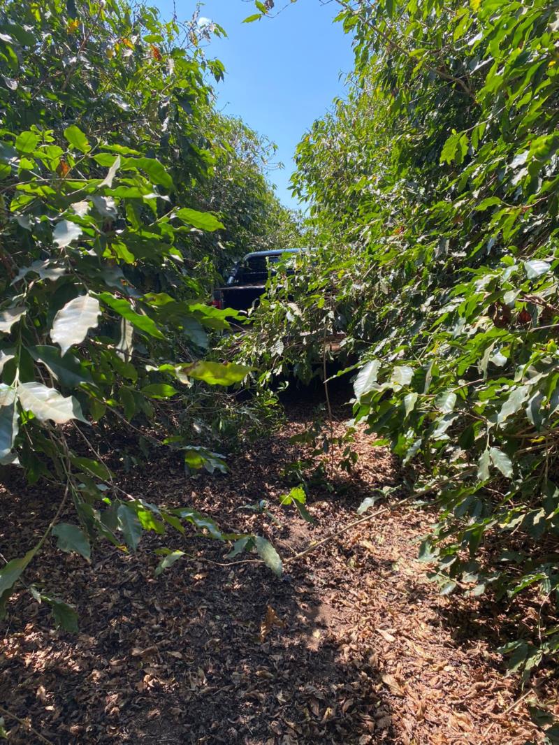 Caminhonete furtada no Sul de Minas é encontrada em cafezal 