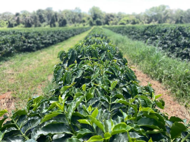 Capacitação gratuita em cafeicultura regenerativa oferecida pelo BDMG tem início com mais de mil inscritos de todo o estado 