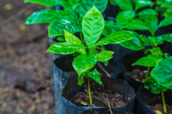 Pesquisa da UFLA avalia eficácia de 20 tratamentos de solo para cultivo de café