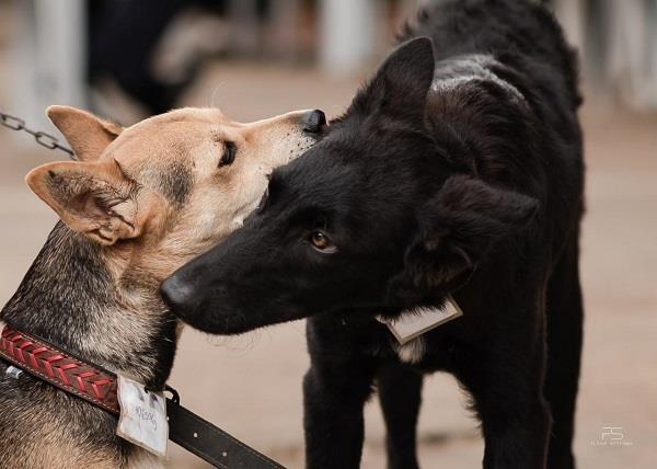 Meio Ambiente prepara diagnóstico das políticas públicas de manejo populacional de cães, gatos e equinos em Minas