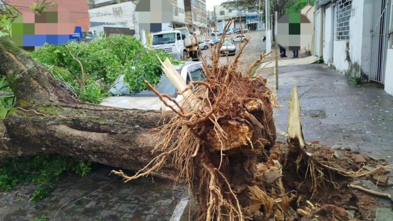 Chuvas causam transtorno e derrubam três árvores em Guaxupé 