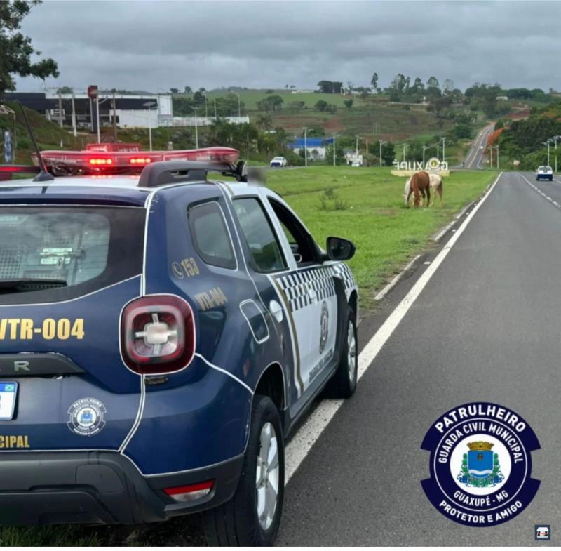 Cavalos soltos no trevo de Guaxupé são apreendidos pela GCM 