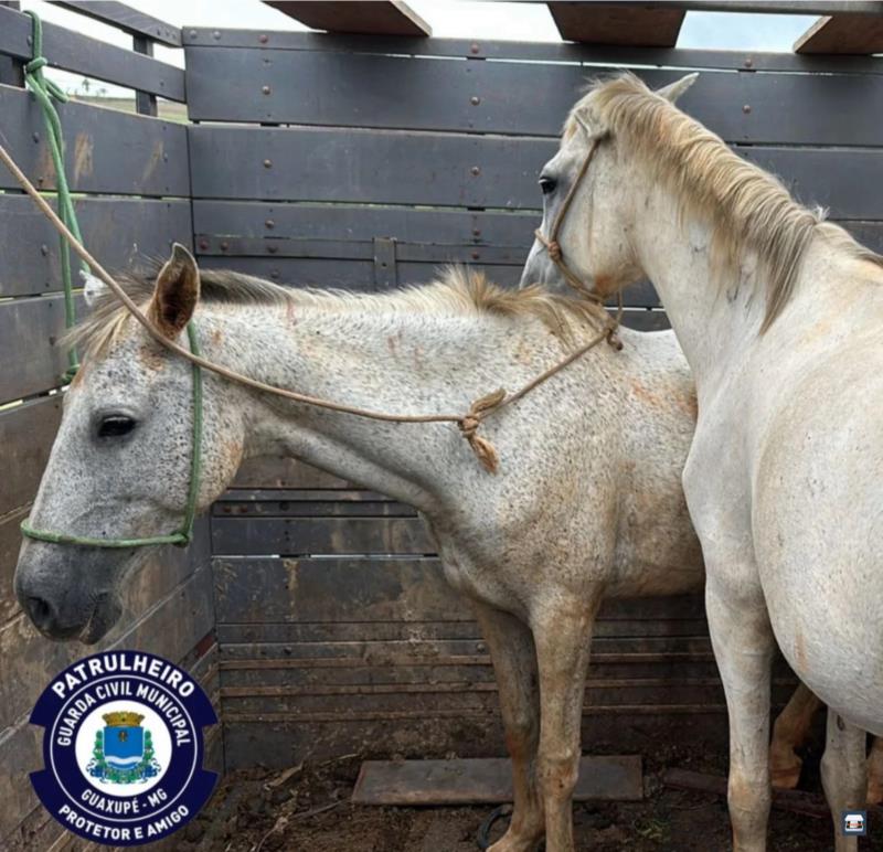 Cavalos soltos no trevo de Guaxupé são apreendidos pela GCM 