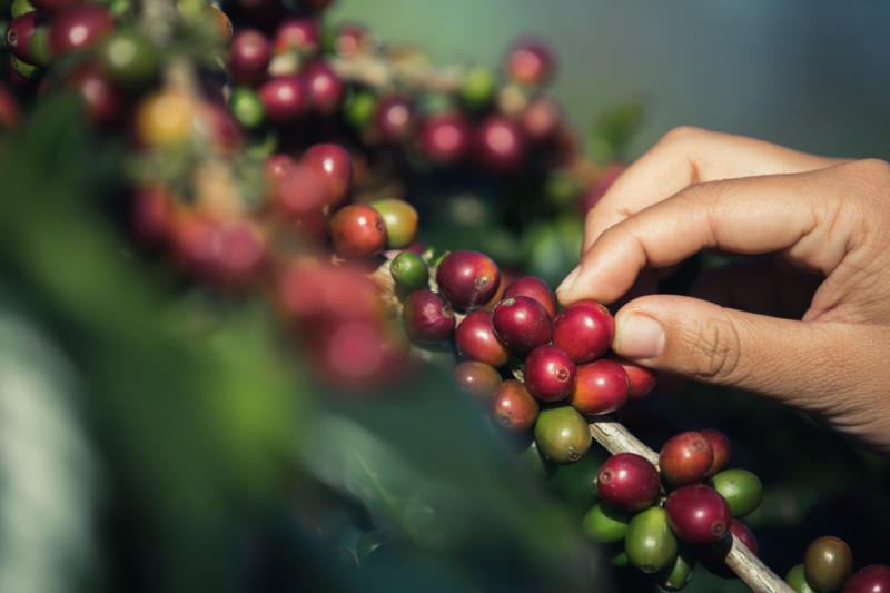 Sustentabilidade da produção cafeeira de Minas Gerais será tema de encontro na Semana Internacional do Café