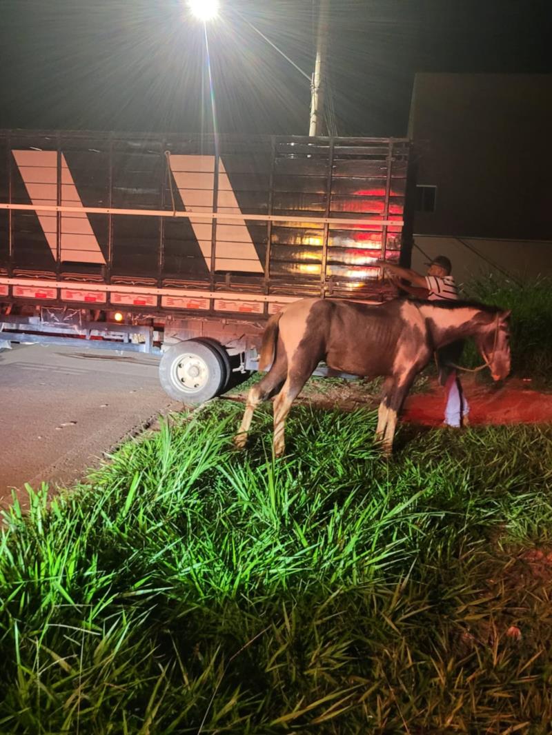 Guarda Civil de Guaxupé apreende cavalo solto em rodovia 