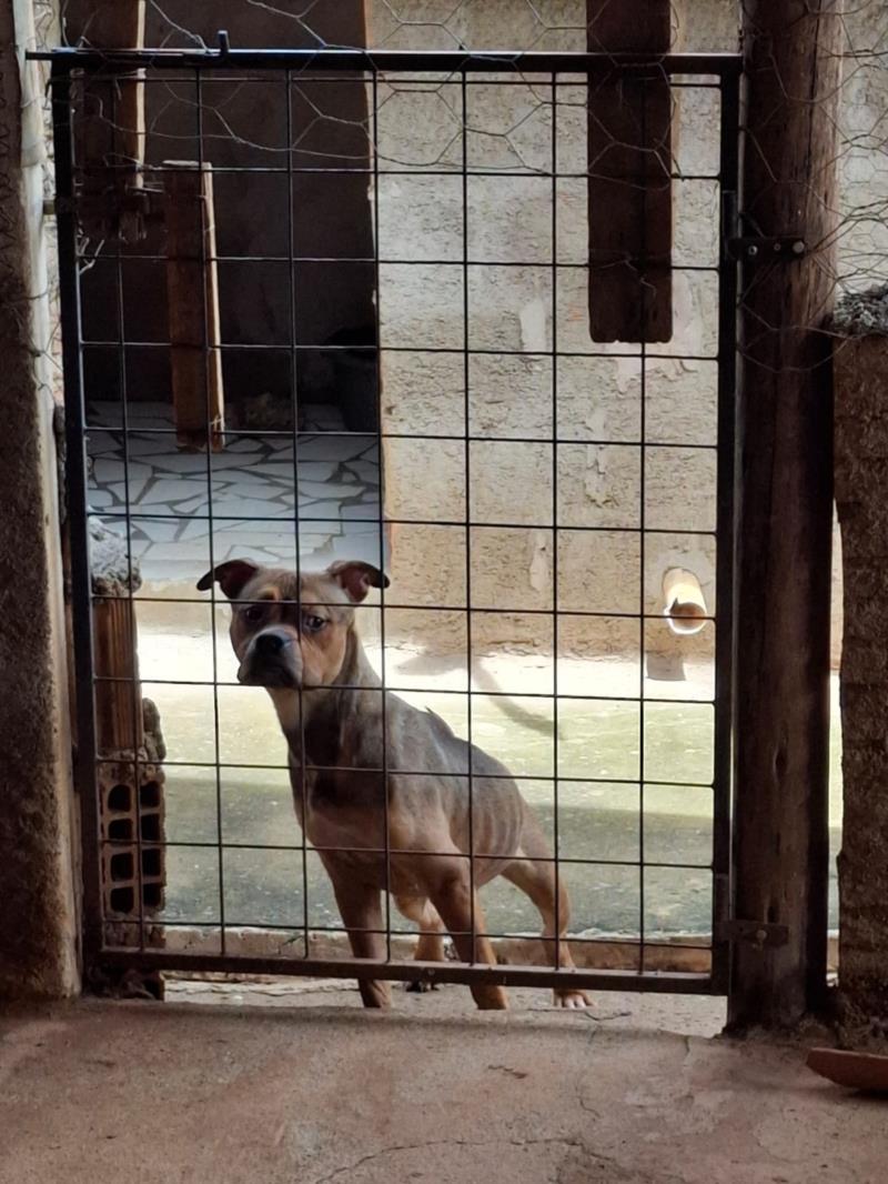 Polícia Civil resgata cadela em situação de maus tratos no Sul de Minas 