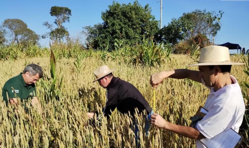 Emater-MG comemora seus 76 anos em evento nesta quinta-feira