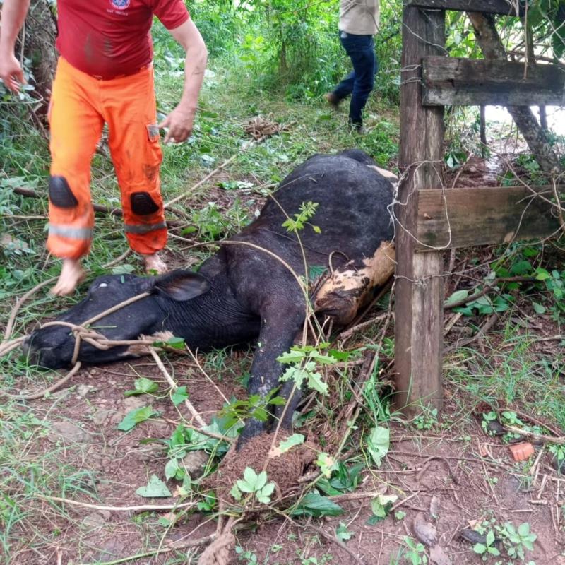 Vaca é resgatada do rio Guaxupé pelos Bombeiros 