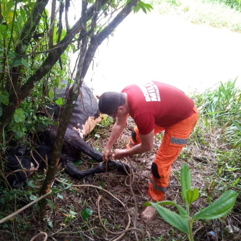 Vaca é resgatada do rio Guaxupé pelos Bombeiros 