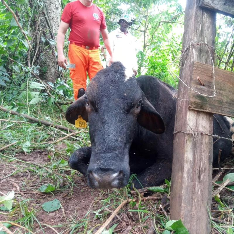 Vaca é resgatada do rio Guaxupé pelos Bombeiros 