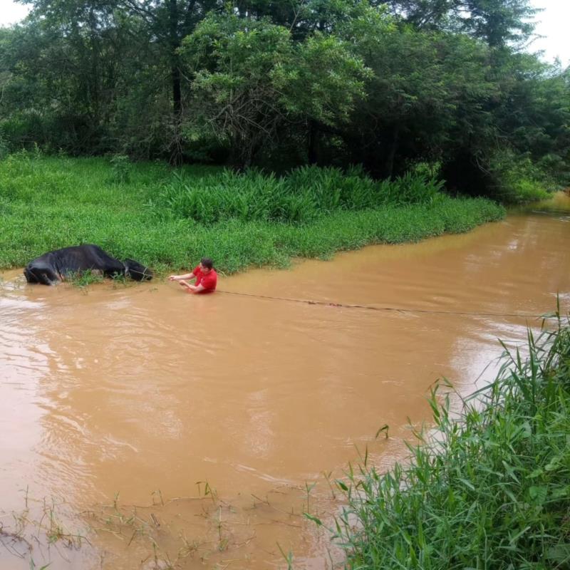 Vaca é resgatada do rio Guaxupé pelos Bombeiros 