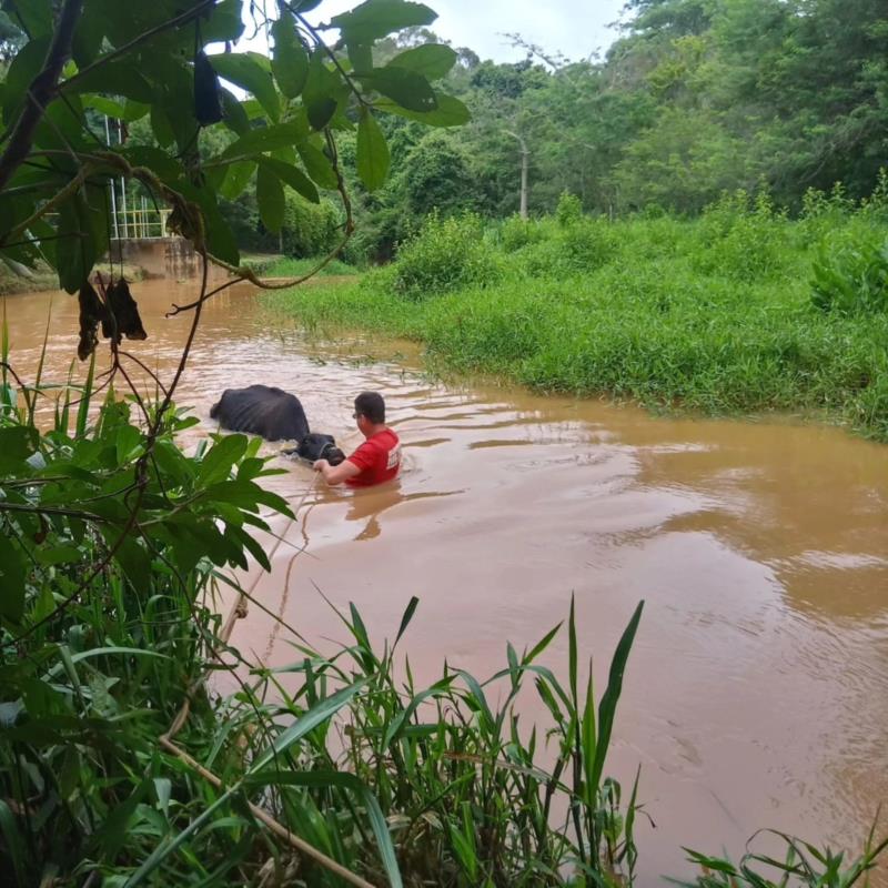 Vaca é resgatada do rio Guaxupé pelos Bombeiros 