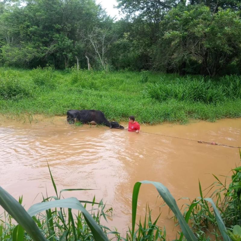 Vaca é resgatada do rio Guaxupé pelos Bombeiros 