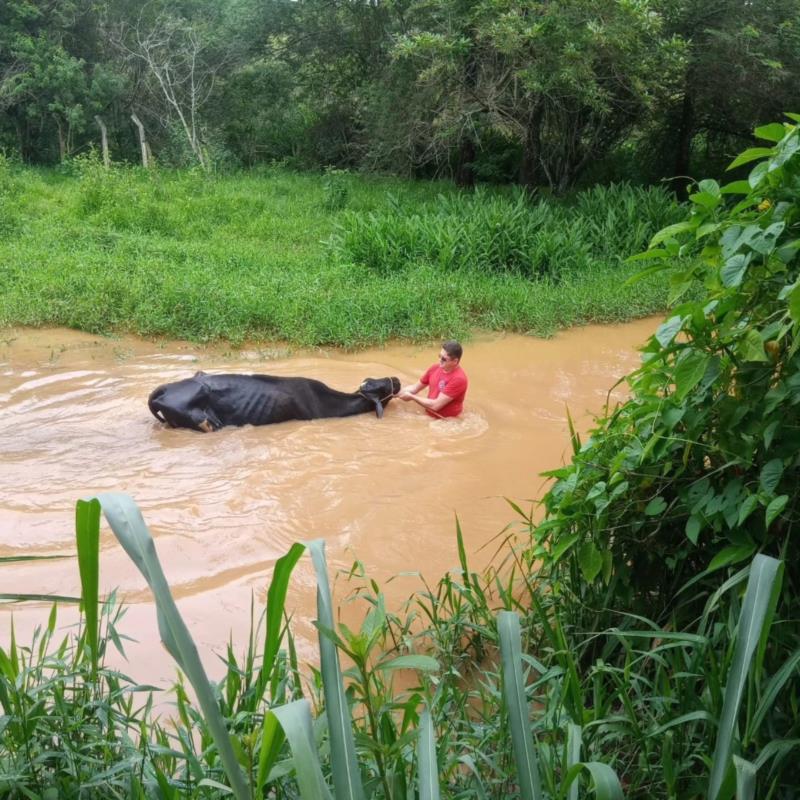 Vaca é resgatada do rio Guaxupé pelos Bombeiros 