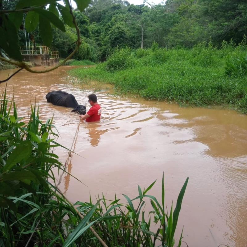 Vaca é resgatada do rio Guaxupé pelos Bombeiros 