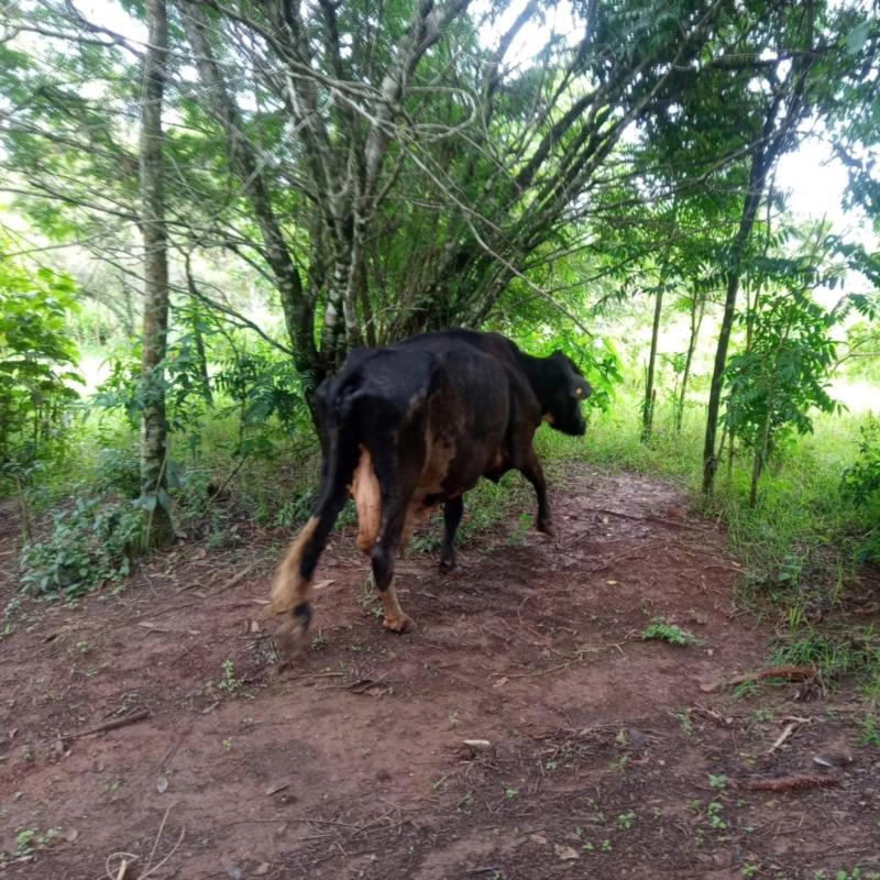 Vaca é resgatada do rio Guaxupé pelos Bombeiros 