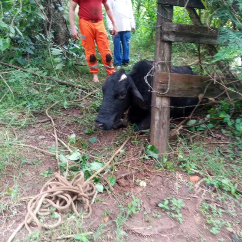 Vaca é resgatada do rio Guaxupé pelos Bombeiros 