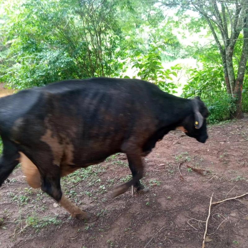 Vaca é resgatada do rio Guaxupé pelos Bombeiros 