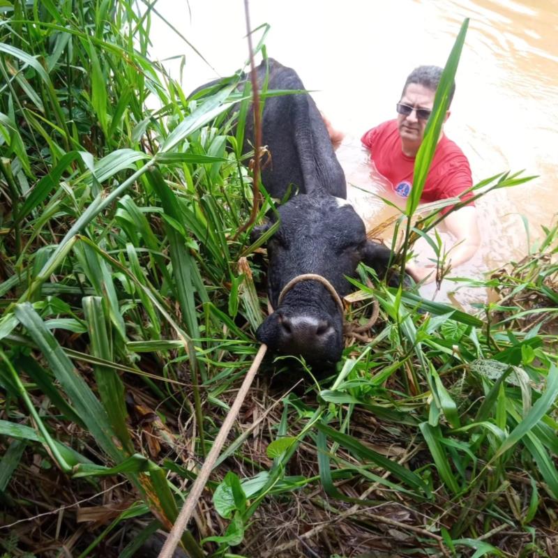 Vaca é resgatada do rio Guaxupé pelos Bombeiros 