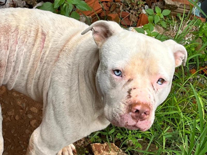 Em Guaxupé, Polícia Civil resgata Pitbull em situação de maus-tratos no Parque dos Municípios I 