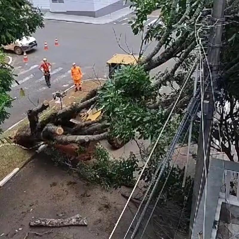 Árvore que foi derrubada pela chuva de terça-feira em Guaxupé e causou interrupção de energia começa a ser retirada pelos Bombeiros 