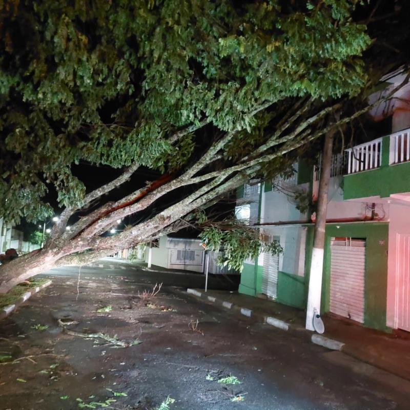 Árvore que foi derrubada pela chuva de terça-feira em Guaxupé e causou interrupção de energia começa a ser retirada pelos Bombeiros 