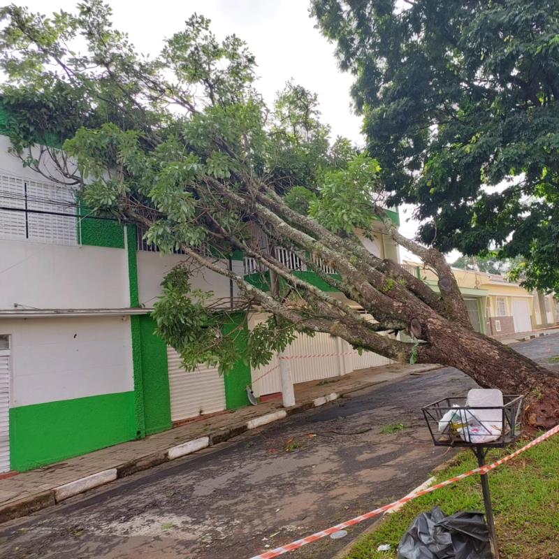 Árvore que foi derrubada pela chuva de terça-feira em Guaxupé e causou interrupção de energia começa a ser retirada pelos Bombeiros 