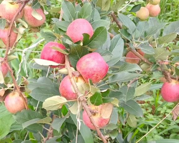 Plantio de maçãs ganha espaço em Guaxupé, Guaranésia, Monte Santo e outras cidade do Sul de Minas 