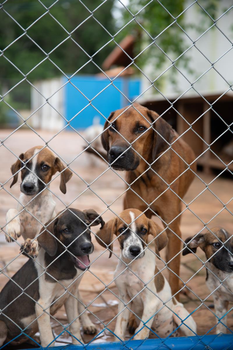 Governo de Minas promove políticas públicas que reforçam combate ao abandono de animais domésticos