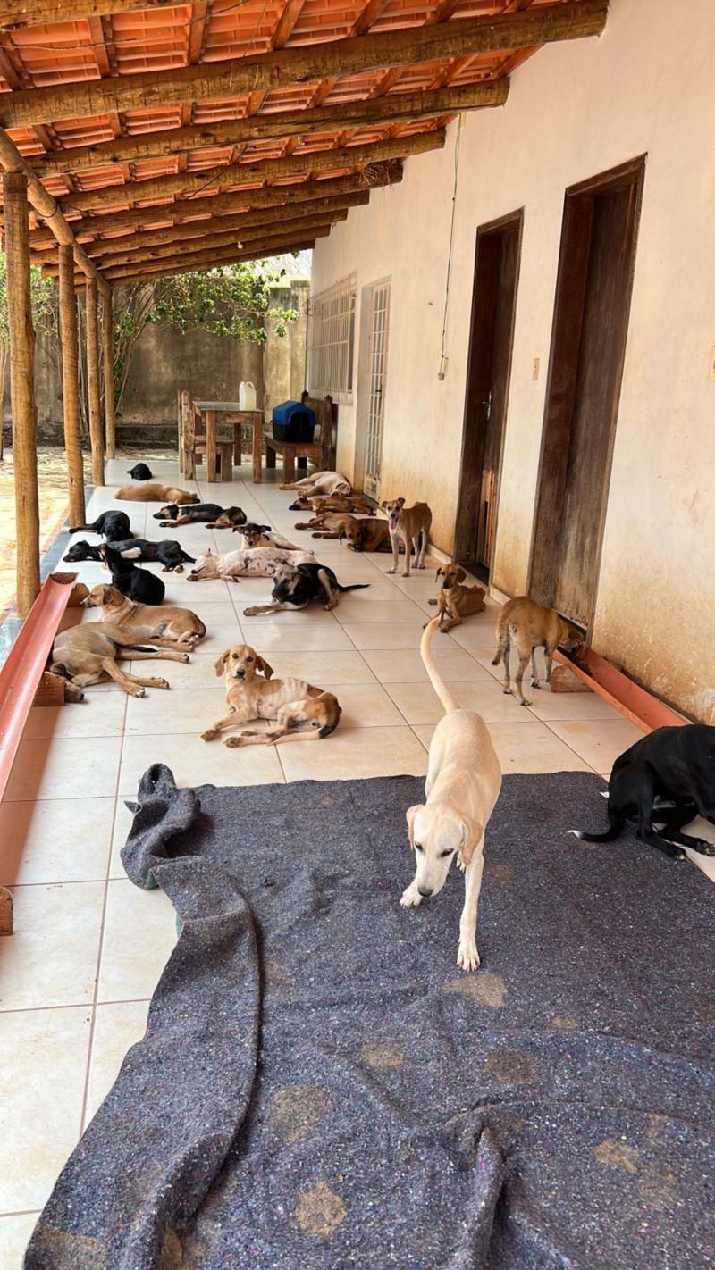 Governo de Minas promove políticas públicas que reforçam combate ao abandono de animais domésticos