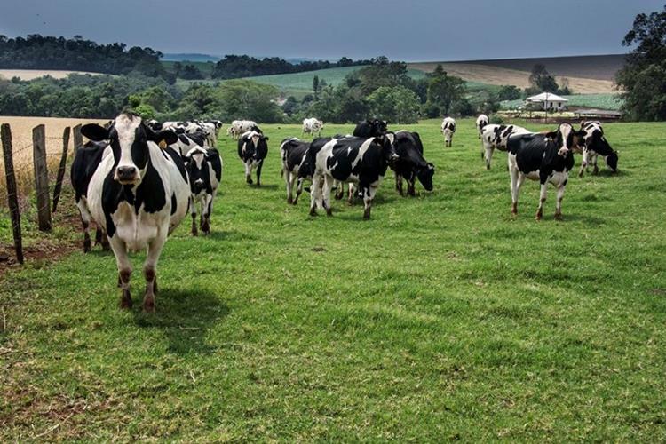 Com cinco casos de raiva animal, Carmo do Rio Claro realiza operação bloqueio