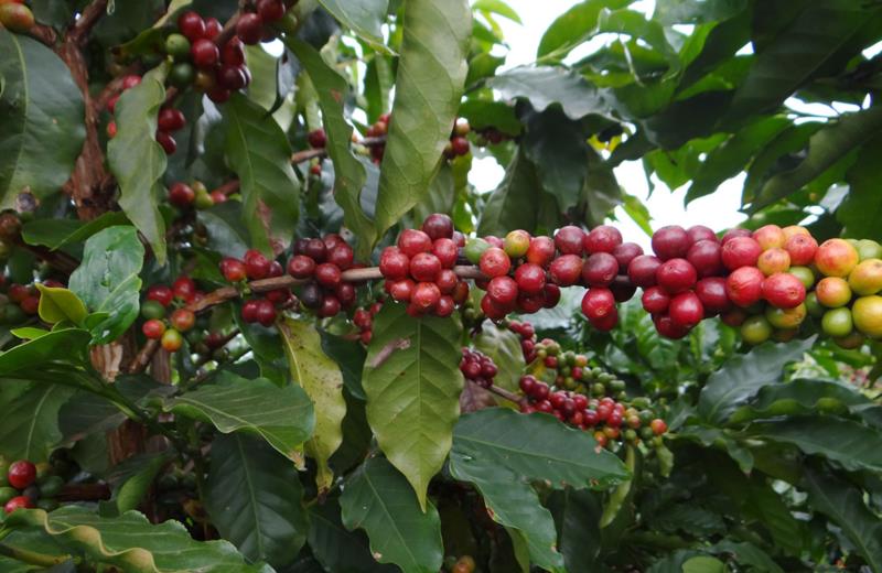 Minas exportou mais café em 2024 do que produziu, contribuindo para o recorde do agro