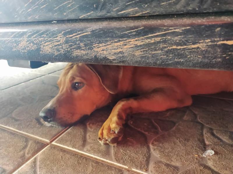 Bombeiros resgatam várias espécies de animais em Guaxupé