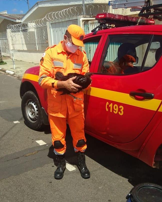 Bombeiros resgatam várias espécies de animais em Guaxupé