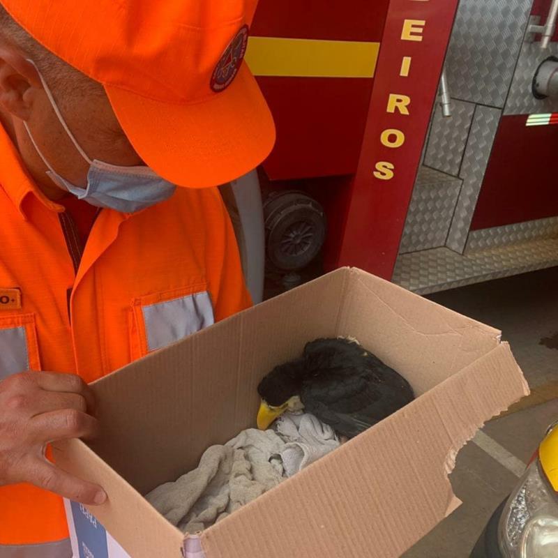 Bombeiros resgatam várias espécies de animais em Guaxupé